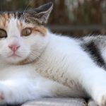 Adorable Jelly Cat plush toy resting on a soft blanket.