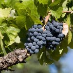 Siskiyou grapevine with lush green leaves and dark purple grapes