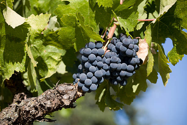 Siskiyou grapevine with lush green leaves and dark purple grapes